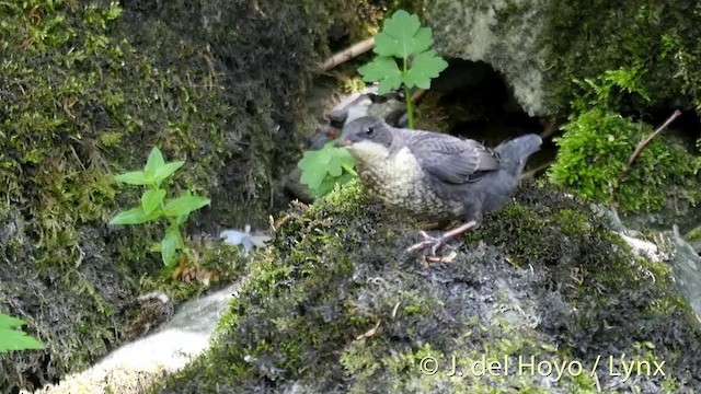 White-throated Dipper - ML201423121