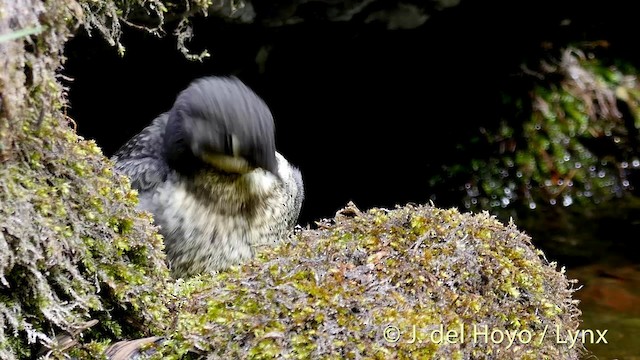 White-throated Dipper - ML201423131