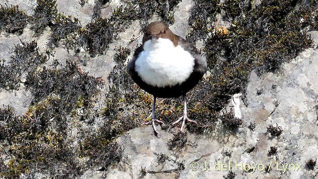 White-throated Dipper - ML201423141