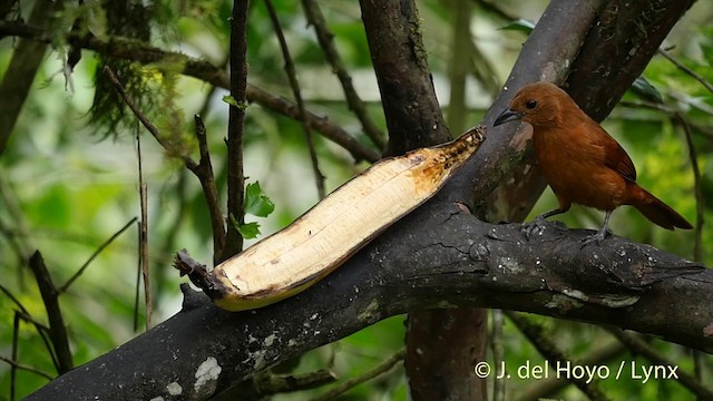 White-lined Tanager - ML201423151