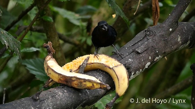 White-lined Tanager - ML201423171