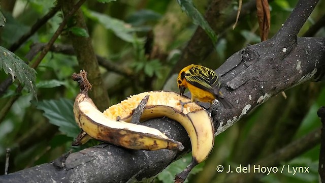 Golden Tanager (aurulenta Group) - ML201423191