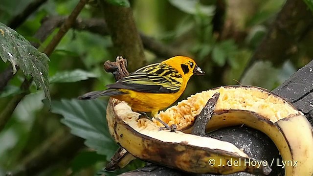 Golden Tanager (aurulenta Group) - ML201423201