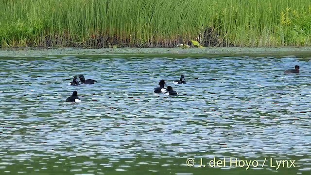 鳳頭潛鴨 - ML201423231