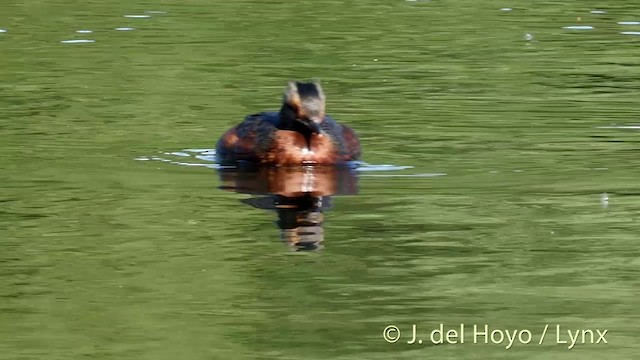 Horned Grebe - ML201423351