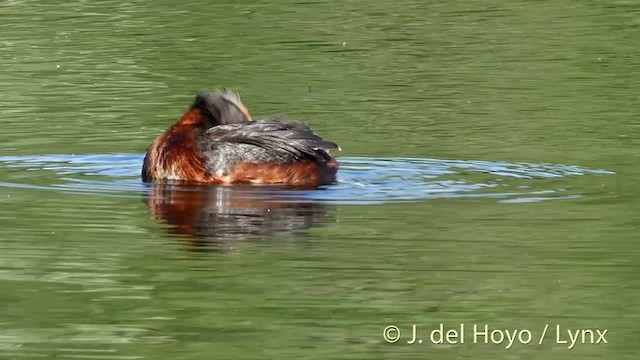 Horned Grebe - ML201423361