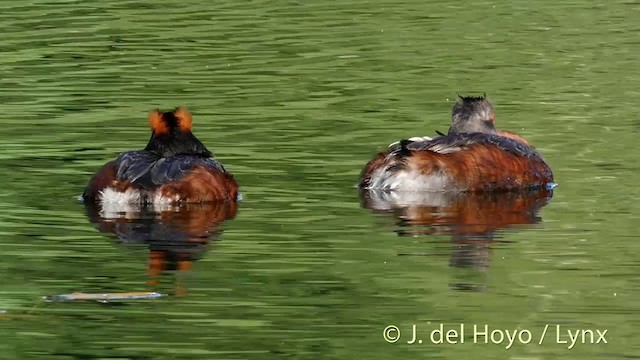 Horned Grebe - ML201423371