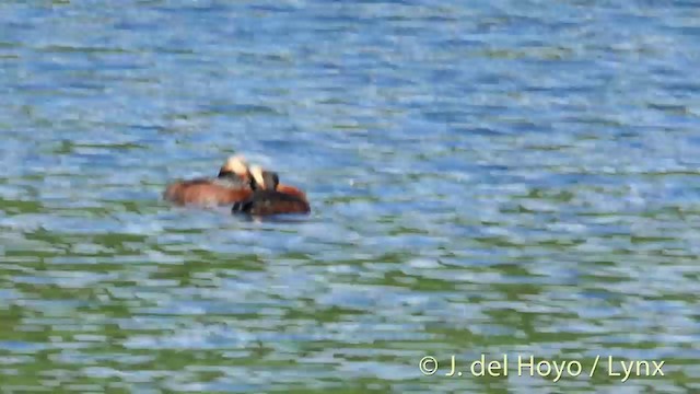 Horned Grebe - ML201423391