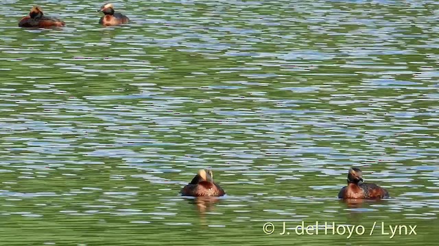 Horned Grebe - ML201423401