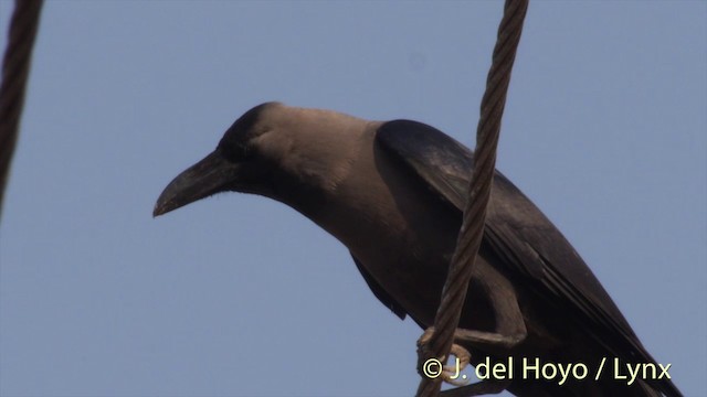 House Crow - ML201423481