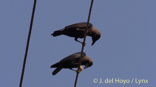 House Crow - ML201423491