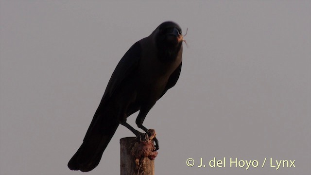 House Crow - ML201423501