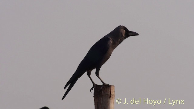 House Crow - ML201423511