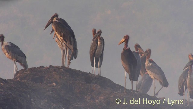 Greater Adjutant - ML201423541