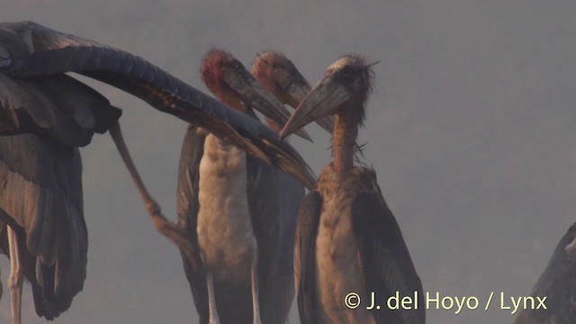 Greater Adjutant - ML201423551