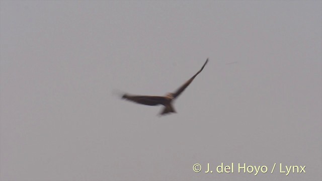 黑鳶(lineatus/formosanus) - ML201423571