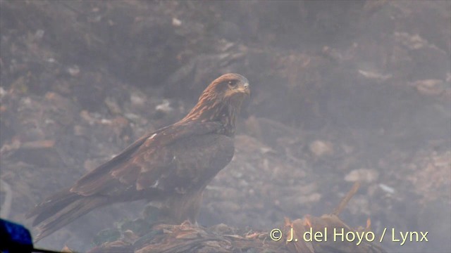 黑鳶(lineatus/formosanus) - ML201423581