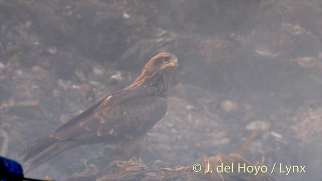 Black Kite (Black-eared) - ML201423581