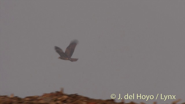 luňák hnědý (ssp. lineatus/formosanus) - ML201423591