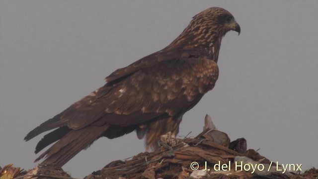 黑鳶(黑耳) - ML201423601