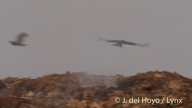 Black Kite (Black-eared) - ML201423611