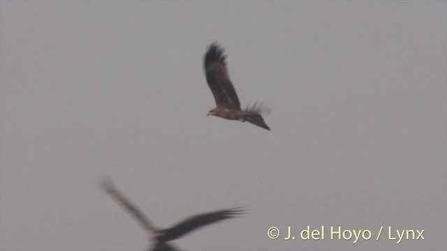 luňák hnědý (ssp. lineatus/formosanus) - ML201423621