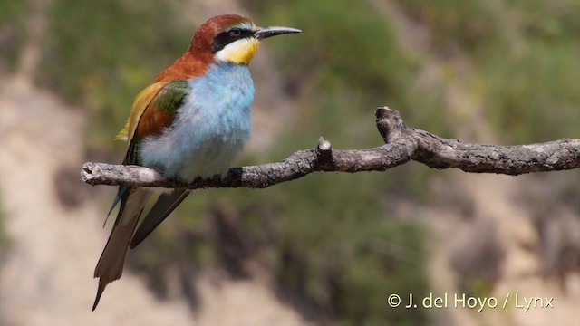 European Bee-eater - ML201423731