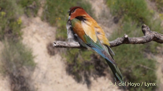 European Bee-eater - ML201423751