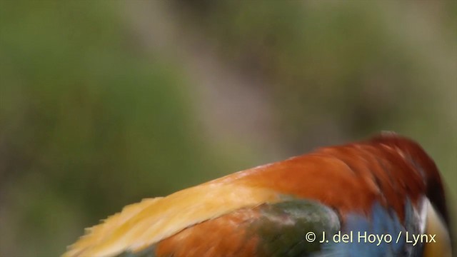 European Bee-eater - ML201423761