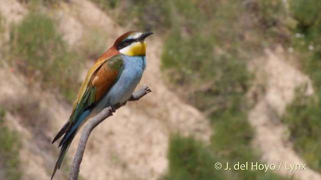 European Bee-eater - ML201423791