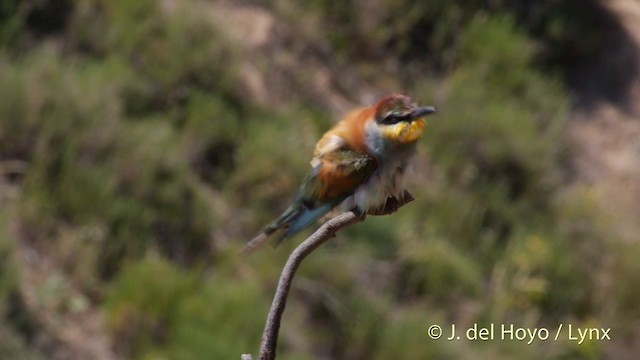 European Bee-eater - ML201423821