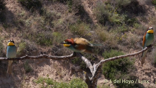 European Bee-eater - ML201423941