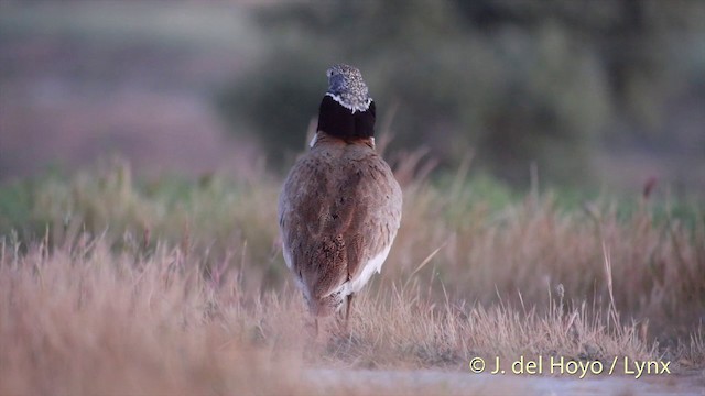 Little Bustard - ML201424001