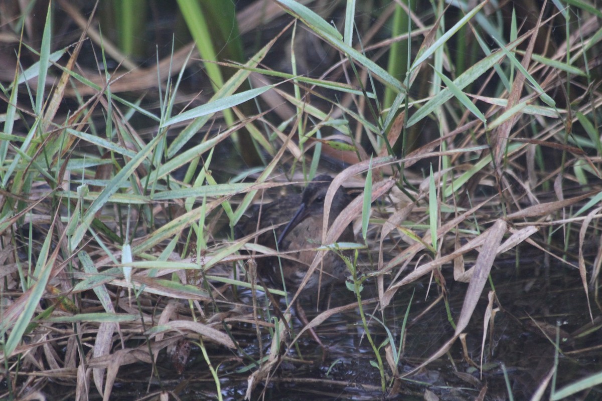 Virginia Rail - Sandy C