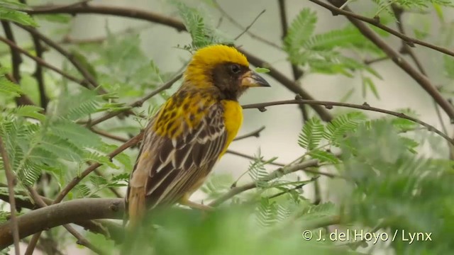 Baya Weaver - ML201424131