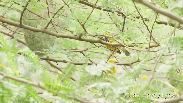 Baya Weaver - ML201424161