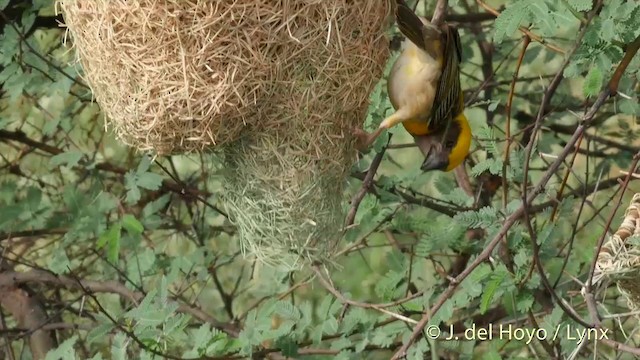 キムネコウヨウジャク - eBird