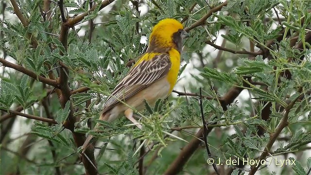 キムネコウヨウジャク - eBird
