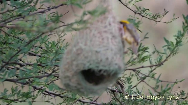 キムネコウヨウジャク - eBird