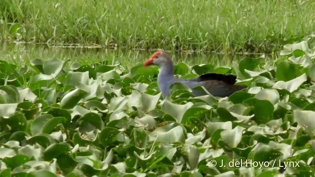 Gray-headed Swamphen - ML201424251