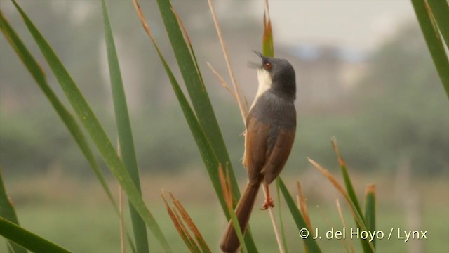 Ashy Prinia - ML201424281