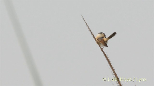 Prinia cendrée - ML201424291