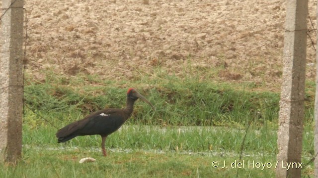 Red-naped Ibis - ML201424301