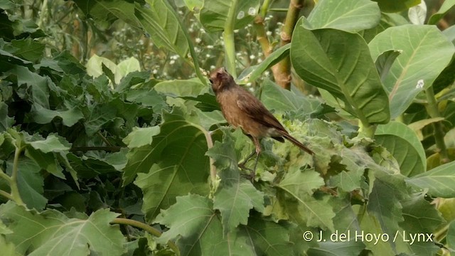 Pied Bushchat - ML201424311