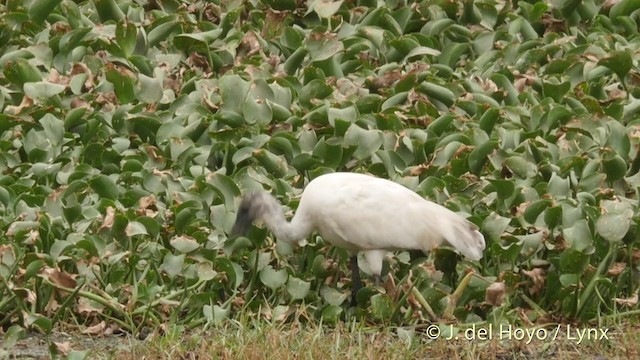 ibis černohlavý - ML201424321