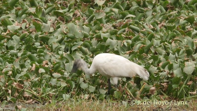 Ibis à tête noire - ML201424321