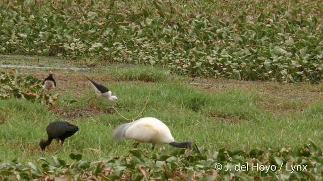 ibis černohlavý - ML201424331