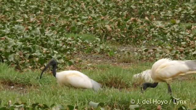 ibis černohlavý - ML201424341