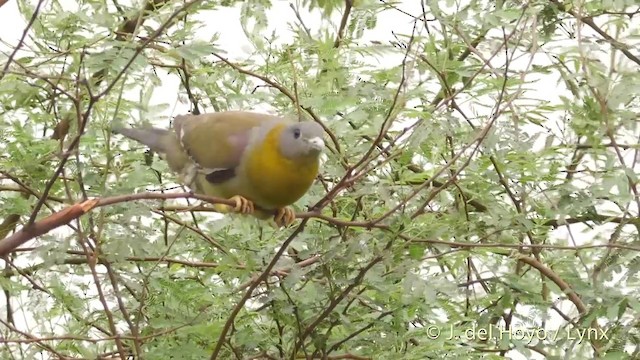 Yellow-footed Green-Pigeon - ML201424351