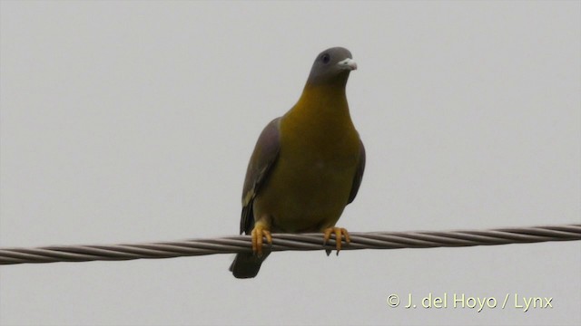 Yellow-footed Green-Pigeon - ML201424401